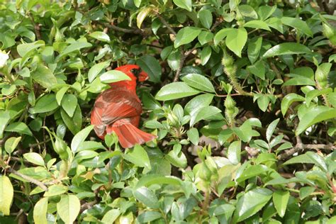 How Long Does it Take Cardinal Eggs to Hatch? - Backyard Bird Watchers