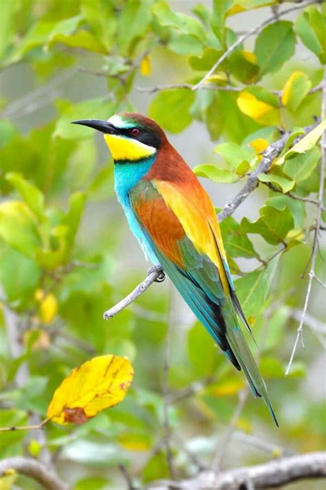 European Bee Eater | Birds photography nature, Beautiful birds, Bird photography