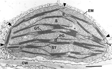 Thin section electron micrograph of a chemically fixed chloroplast in a... | Download Scientific ...