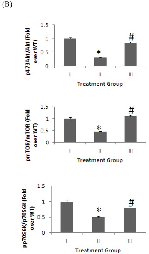 mTOR signaling pathway in brain homogenates detected by Western blot... | Download Scientific ...