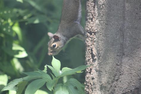 NWI Dunes: Wildlife at the Indiana Dunes State Park Nature Center, and ...