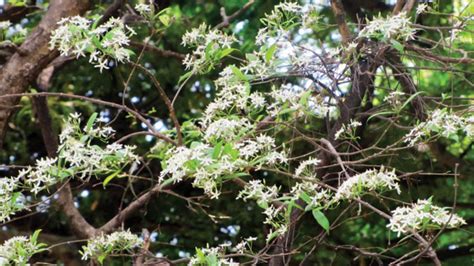 Ivory Wood Tree: A nature’s gift for making Channapatna toys - Star of Mysore