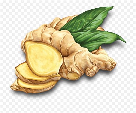 Ginger Root - Clipart Ginger Png Emoji,Ginger Root Emoji - Free Emoji PNG Images - EmojiSky.com