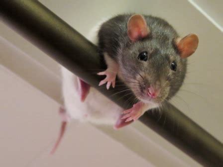 Rat (and Mouse) Training | Stale Cheerios