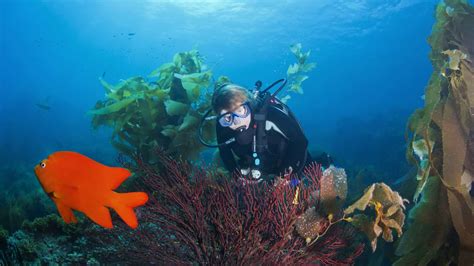 Scuba Diving in California: The Comprehensive Guide in 2023 - Dive Aeris