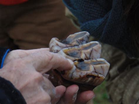 How a Mastodon’s Teeth Found in Michigan May Tell Us How It Died - The ...