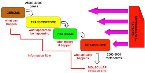 JPM | Free Full-Text | A Metabolomics Approach to Pharmacotherapy Personalization