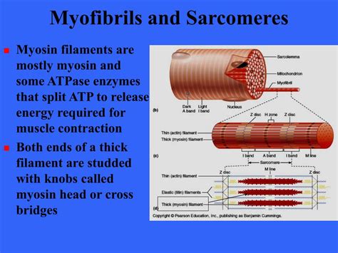 PPT - Muscle Tissue PowerPoint Presentation, free download - ID:5393976