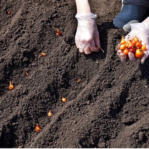 How To Plant Spring Onion Sets! The Art Of Growing Great Onions