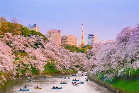 Top 3 Things to Do During Japan Cherry Blossom Festivals | Zicasso