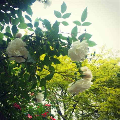 Roses of London | Instagram posts, Rose, Instagram