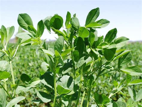 Legumes as Pasture Crops, South Africa