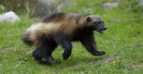 Wolverine Animal Pictures | A-Z Animals