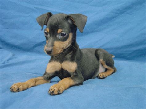 Such Good Dogs: Breed of the Month--Miniature Pinscher