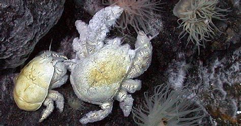 Crab named after deep-sea biologist