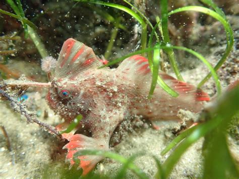 Red_142 - Handfish Conservation Project