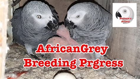 African Grey Breeding Progress - YouTube