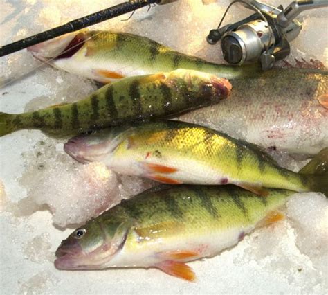 Where have you been? Lake Erie perch finally showing up: Fishing Report for Oct. 4 - cleveland.com