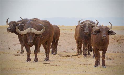 A Herd of African Buffalo Photograph by Tom Zugschwert - Fine Art America