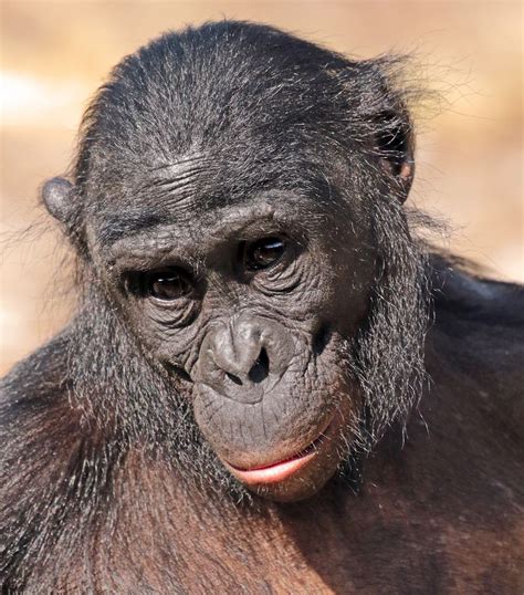 bonobo planckendaell JN6A8217 | Animals beautiful, Bonobo, Great ape