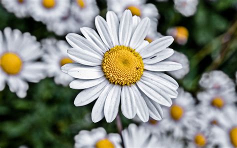 Chamomile HD wallpaper | 1680x1050 | #22671