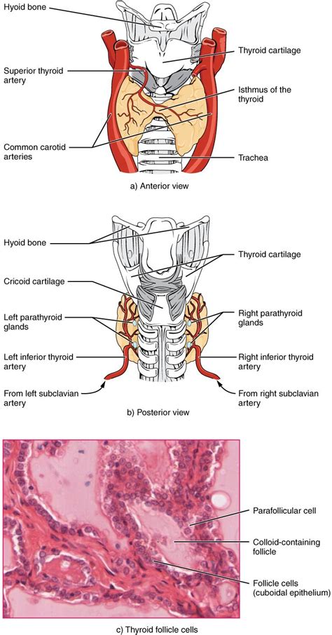 Pin on Thyroid Disease Health Tips