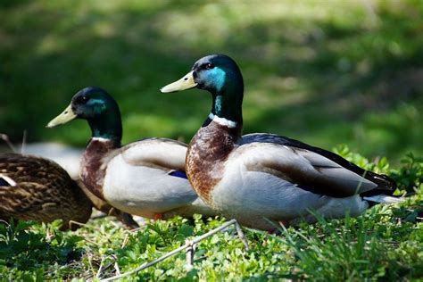 two ducks are standing in the grass together