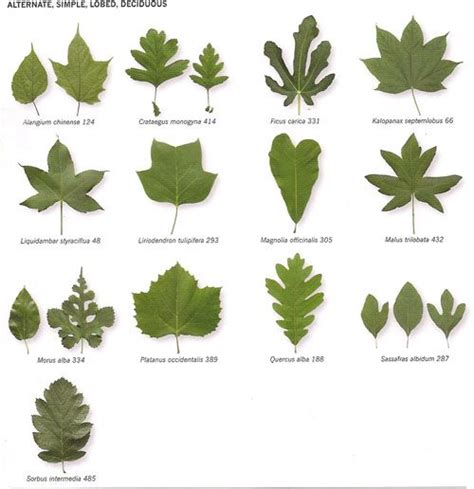 Michigan+Tree+Identification+by+Leaf | Identify Trees By Their Leaves » insideBookOfLeaves_p35 ...