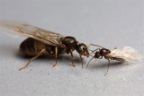 Winged Drone | Alate | Male Ant | Facts, Information and Photos