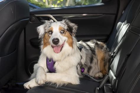 cinch reveals one-fifth of Brits have bought a car specifically to suit their pets - Essex Magazine