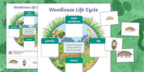 Woodlice Life Cycle Worksheet | Cut and Stick | Twinkl