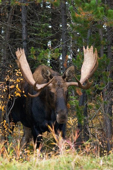 SHMS00091 Shiras Moose Moose Pics, Moose Pictures, Deer Photos, Moose ...