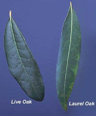 laurel oak tree florida - Mai Prosser