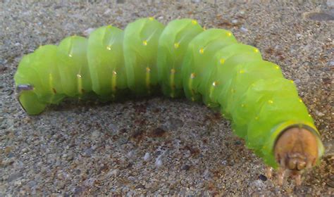 Polyphemus Moth Caterpillar - What's That Bug?