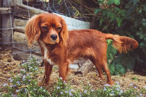 Cavalier King Charles Spaniel Puppies Buyers guide - spanielking