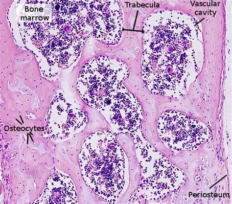 Animal tissues. Bone. Atlas of Plant and Animal Histology.