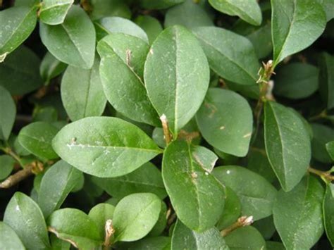 Qty 100 Flowering Wild Privet Hedge 12 Starter | Etsy