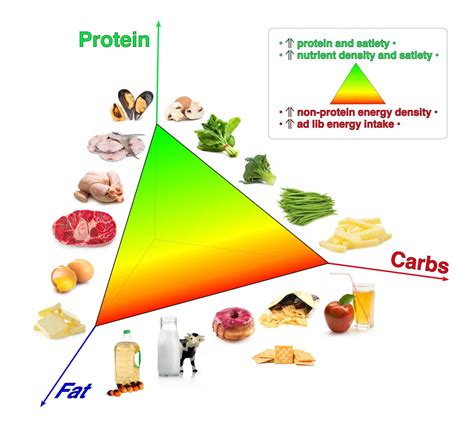 How to optimise your protein, fat and carbohydrates to minimise hunger ...