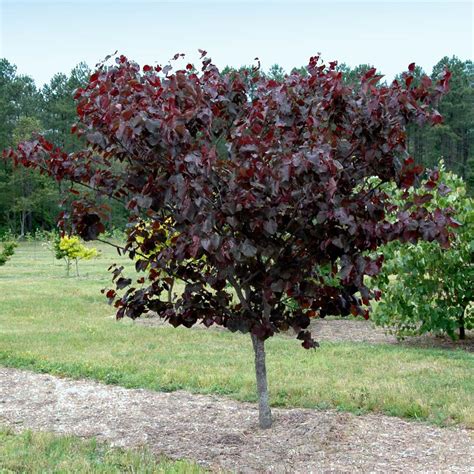 Merlot Redbud Trees for Sale | FastGrowingTrees.com