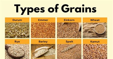 Common Types of Grains in English You Should Know • 7ESL