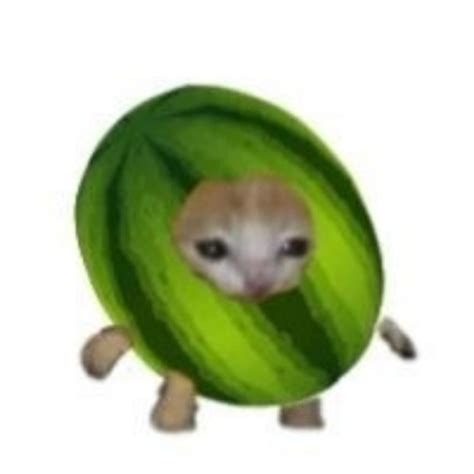 #melon cat on Tumblr