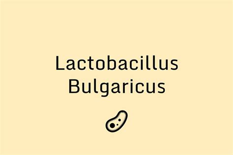 Lactobacillus Bulgaricus: A Probiotic Strain | Consumer's Health Report