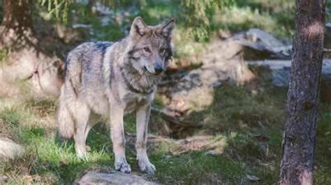 WOLF PACK SIGN IN NORTHWEST COLORADO | EHUNTR