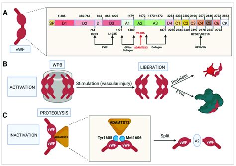 Molecular characteristics of von Willebrand factor. (A) Domain-based ...