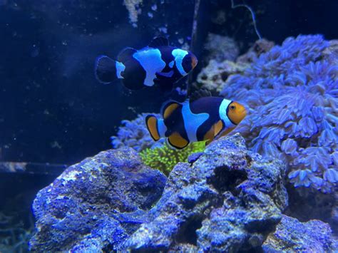 Clownfish Show Off Thread!!!! | Reef2Reef