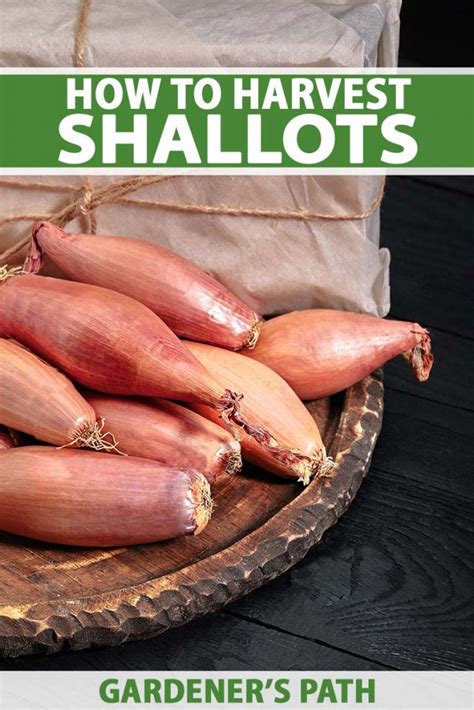 When and How to Harvest Shallots | Gardener’s Path