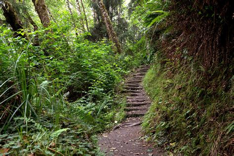 Jurassic Park Fern Canyon In Northern California Photograph by Carol M Highsmith