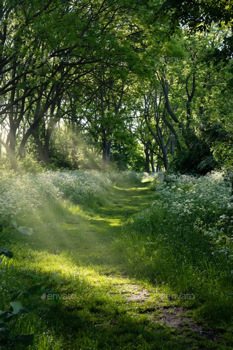 Scenery summer park, forest landscape with trees and path in sun rays, nature background. Stock ...