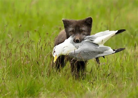 DG Wildlife by Dalia Kvedaraite and Giedrius Stakauskas | Arctic Fox | Arctic Fox with Meal for Cubs