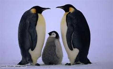 10 Interesting Emperor Penguin Facts | My Interesting Facts